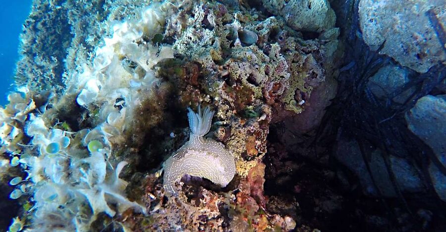 Dubrovnik: 1-Day Discover Scuba Diving Course - Key points at a glance