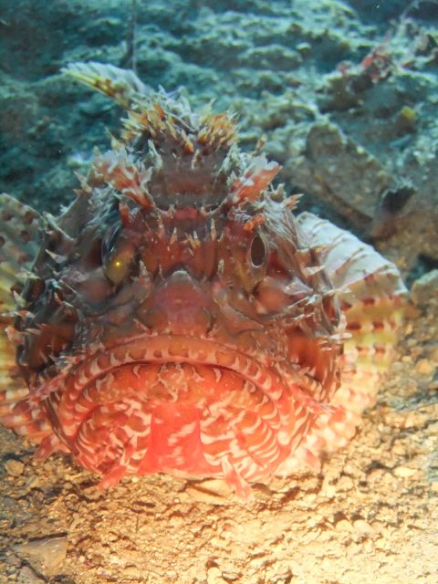 Dubrovnik: 1-Day Diving Package - What the boat sites add