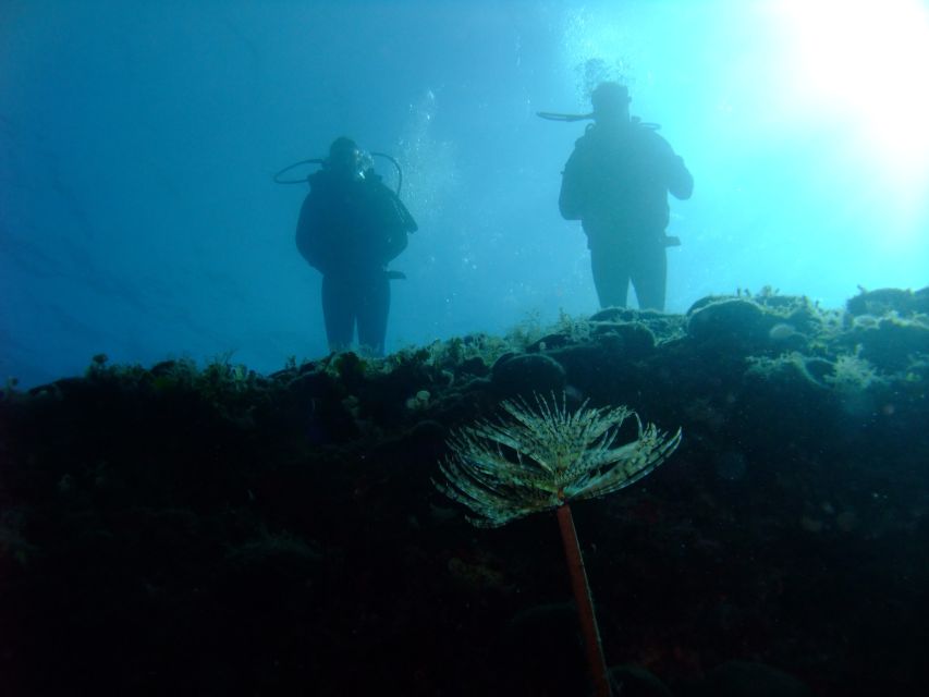 Dubrovnik: 1-Day Diving Package - Marine life in the southern Adriatic