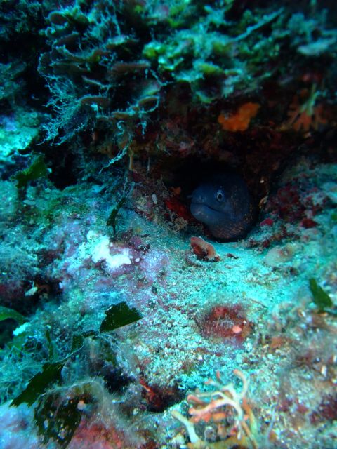 Dubrovnik: 1-Day Diving Package - How Blue Planet matches you with a site