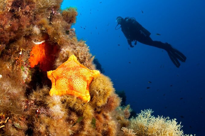 Dubrovnik 1 Dive for Certified Divers - The briefing tells you what kind of session to expect