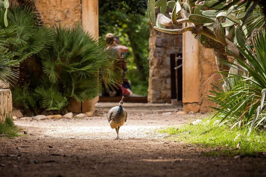 Dubrovnik: Game of Thrones&Lokrum Island Walking Tour - Lovrijenac, the Red Keep, takes about an hour