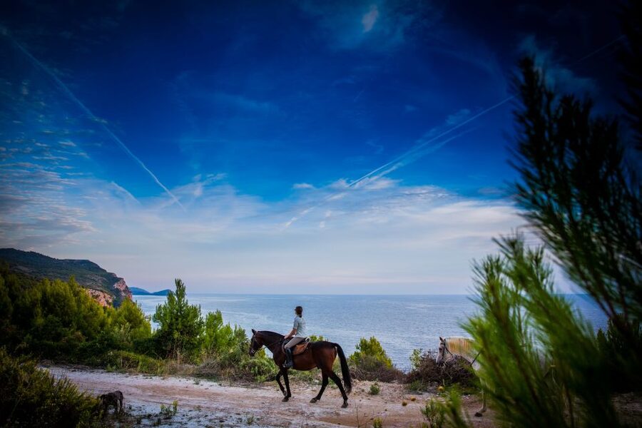Dubrovnik Kojan Koral: Horseback Riding - Meeting the horses and learning the basics