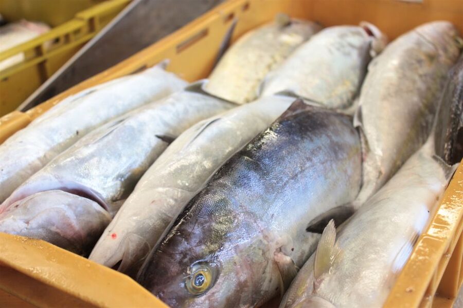 Dubrovnik: Private Cooking Experience with Wine Tasting - Key points to know before you book