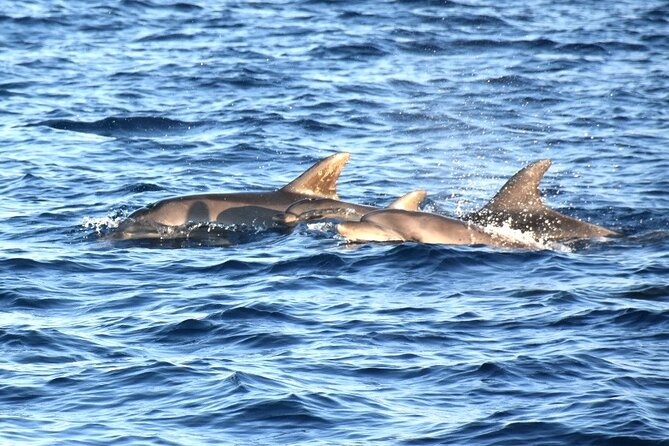 Fantastic DOLPHIN & SUNSET TOUR with dinner ( Pula-NP BRIJUNI ) - Seeing Brijuni National Park from offshore