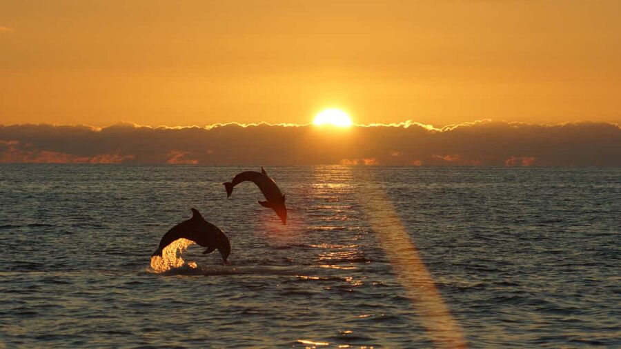 Fazana: Dolphin Finder in Brijuni islands Safari with Dinner - Dinner on board, with realistic expectations
