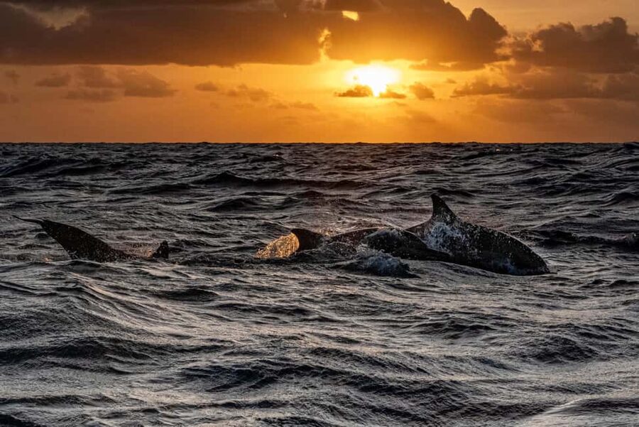 Fazana: Dolphin Finder in Brijuni islands Safari with Dinner - Who will enjoy this Fažana cruise?