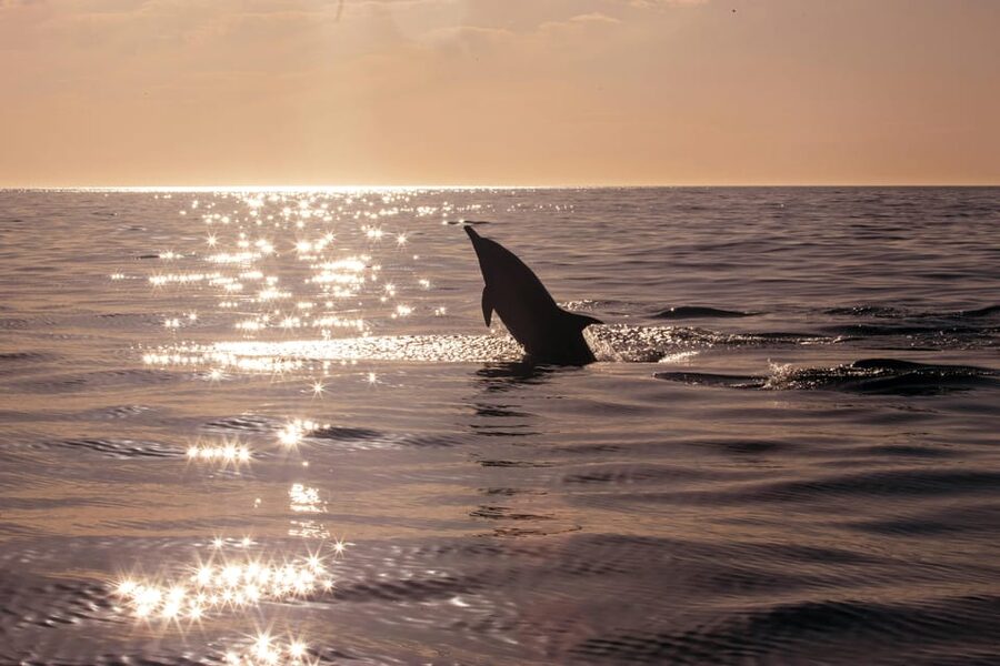 Fazana: Dolphin Finder in Brijuni islands Safari with Dinner - Tips for making the evening better
