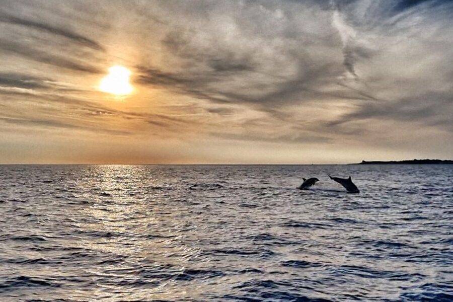 Fazana: Guided Dolphin Watching Sightseeing Cruise at Sunset - Setting out from Fazana’s main pier