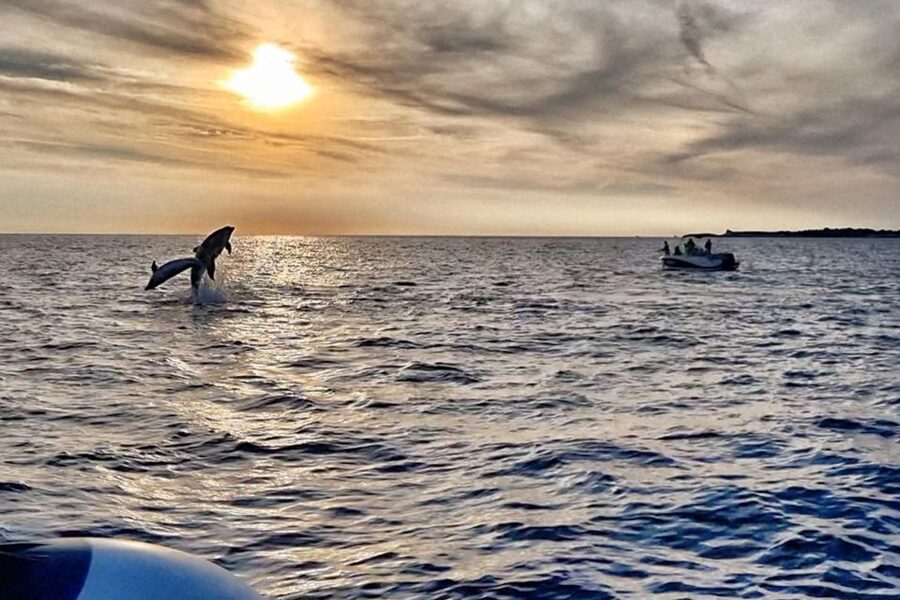 Fazana: Guided Dolphin Watching Sightseeing Cruise at Sunset - Into the clear waters of Brijuni National Park