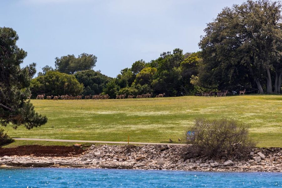 Fažana: Sail like a president with Brijuni Panorama - Dolphins and coastal wildlife