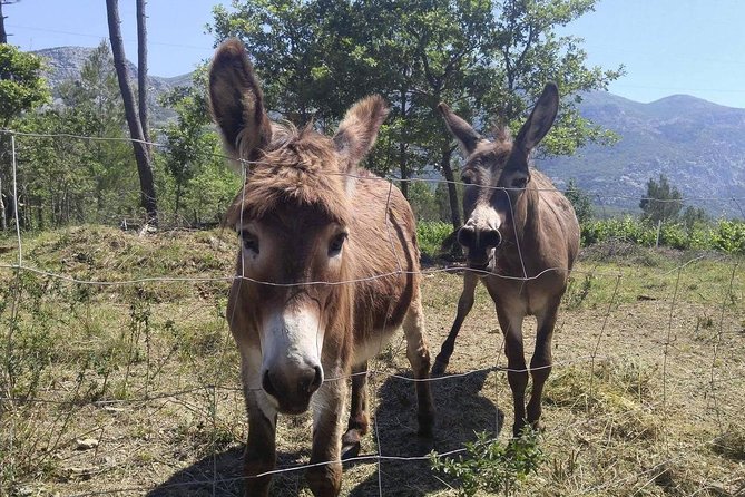 Flavours of Konavle: Wine, Food & Village Life Experience - The 15-minute view at Duboka Ljuta