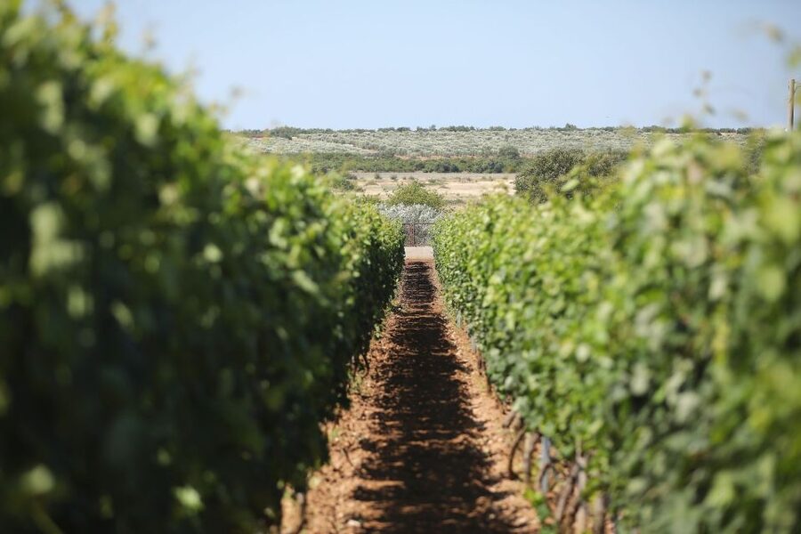 From Biograd: Wine and Olive Oil Tasting in Ražnjevića Dvori - What the small-group atmosphere adds