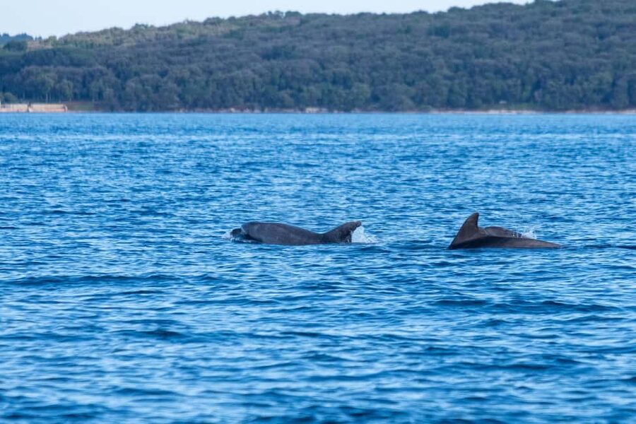 From Fazana: Dolphin watching and snorkeling in Blue Cave - Private group value at $365