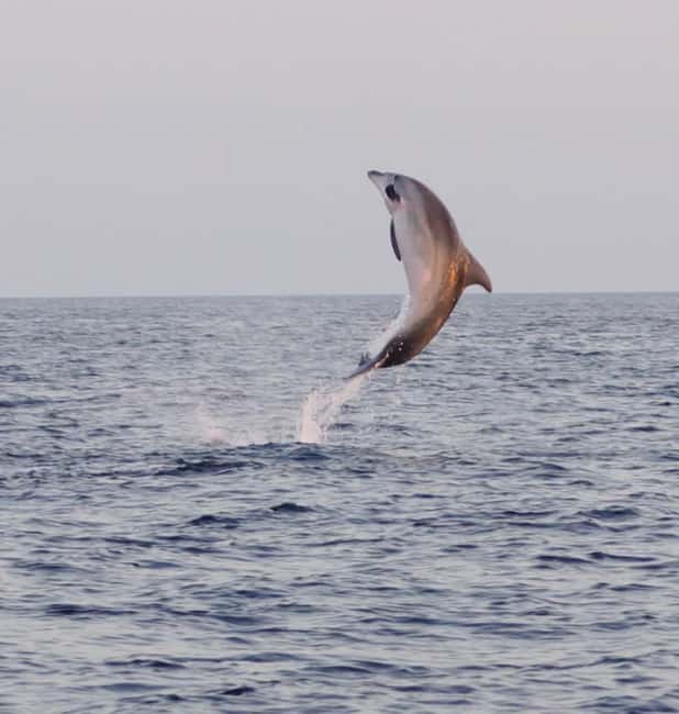 From Fazana: Dolphin watching and snorkeling in Blue Cave - Snorkeling at Seagull’s Rocks