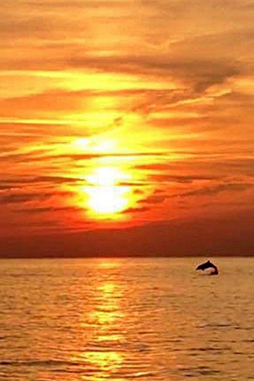 From Fazana: Dolphin watching sightseeing cruise at sunset - How the dolphin search works
