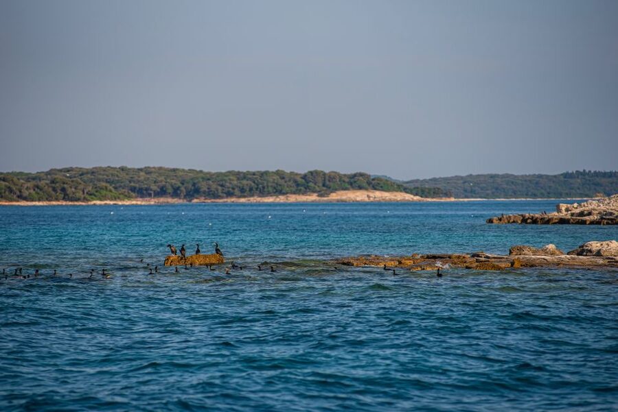 From Fažana: Private boat tour of Brijuni Islands - Veliki Brijun gives you more to do