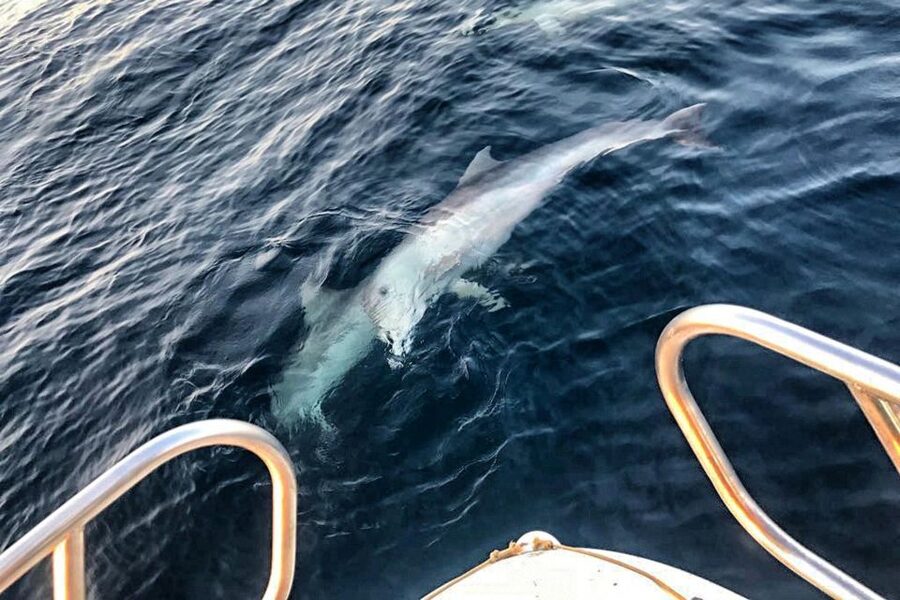 From Fazana: Private sunset dolphin tour - Searching for dolphins in protected waters