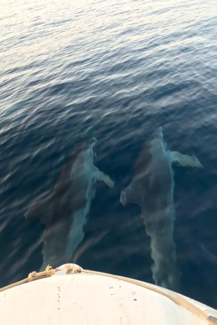 From Fazana: Private sunset dolphin tour - Watching feeding behavior at sunset