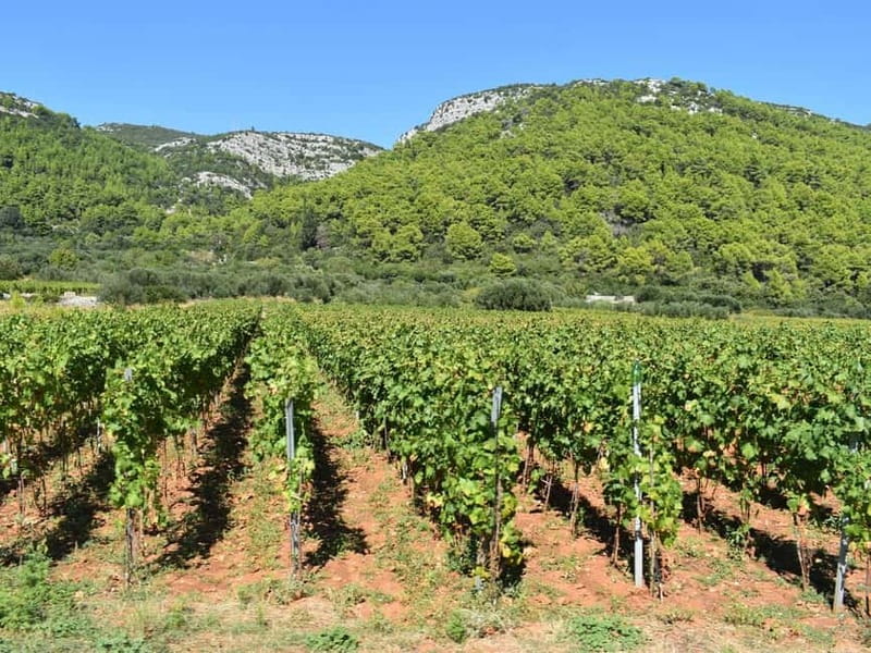 From Korcula Town: Local Wine & Sightseeing Half-Day Tour - What the guide adds to the day