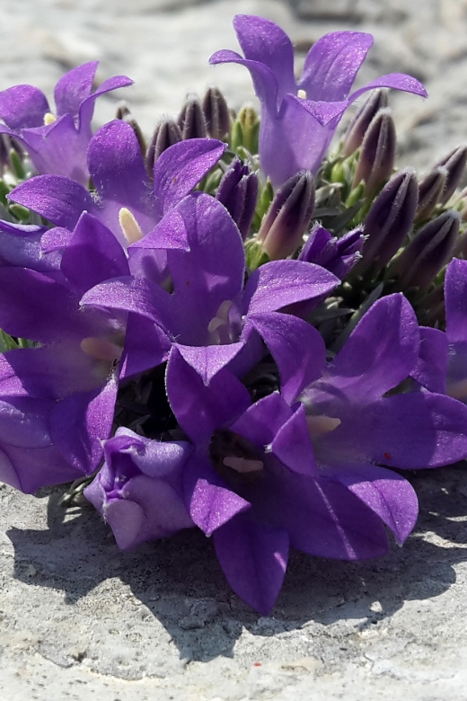 From Makarska: Biokovo Nature Park Guided Tour with Skywalk - Stepping onto the Biokovo Skywalk