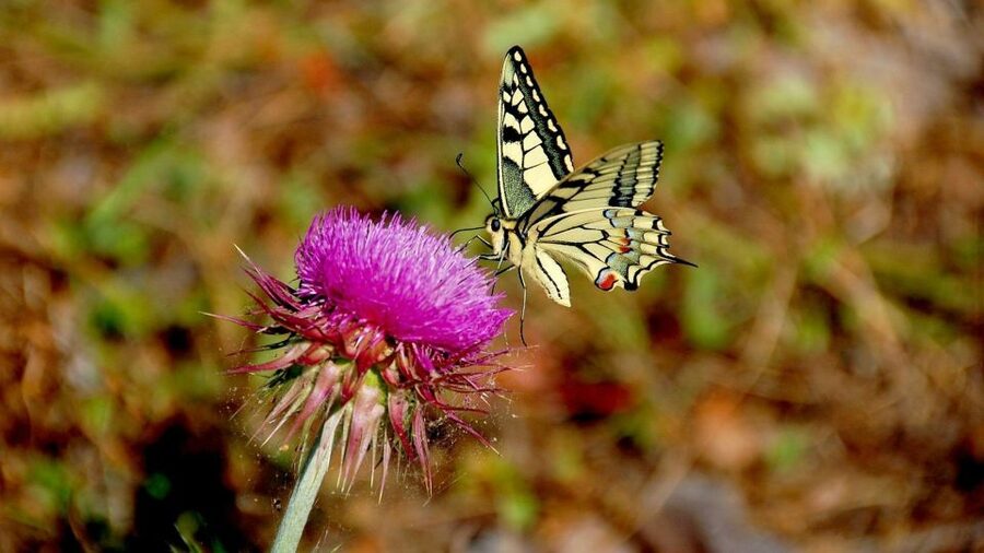 From Makarska: Biokovo Nature Park Guided Tour with Skywalk - What the $59 price really covers