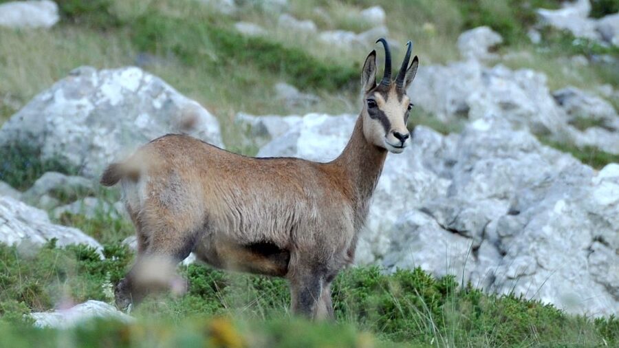 From Makarska: Biokovo Nature Park Guided Tour with Skywalk - The road to 800 and 1,200 meters