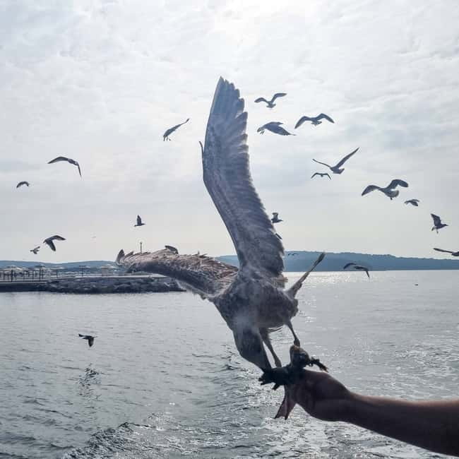 From Poreč: Boat Day Trip to Rovinj with Fish Lunch - The coast between Poreč and Rovinj