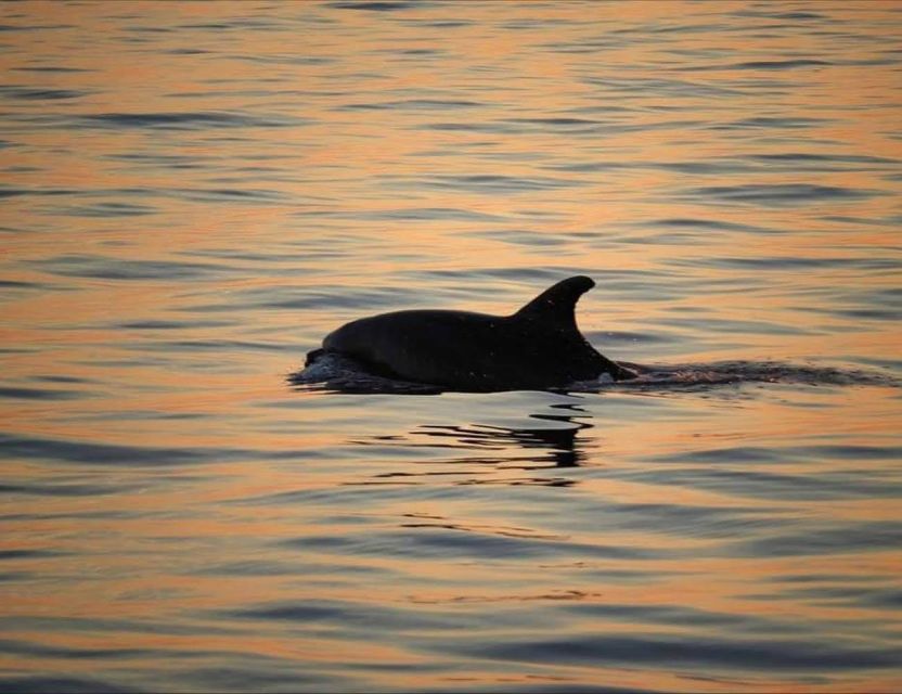 From Poreč: Evening Dolphin Cruise with Welcome Drink - The Two-Hour Search for Dolphins