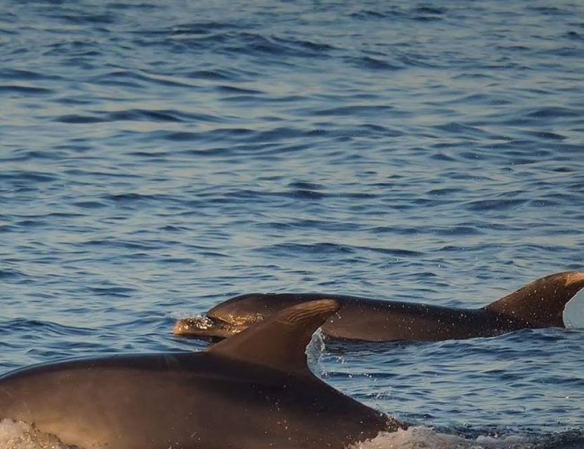 From Poreč: Evening Dolphin Cruise with Welcome Drink - The Dolphin Chase and Crowded Water