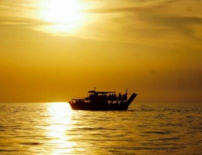 Evening Dolphin Cruise with Welcome Drink