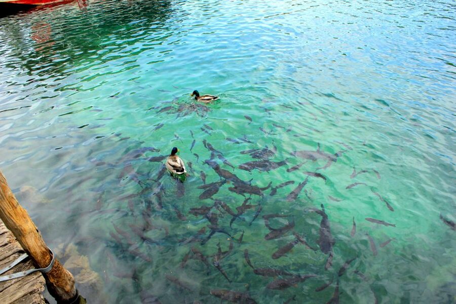 From Split: Plitvice Lakes Fully-Guided Day Tour - Five hours among the Upper Lakes
