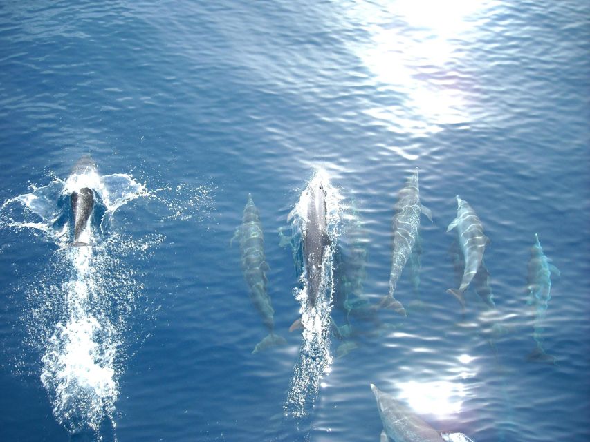 From Vrsar: Lim Bay, Pirate Cave and Rovinj Visit - What the return sailing feels like