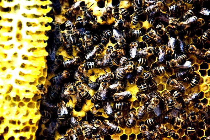 Give Bees a chance! - What happens during the one-hour visit