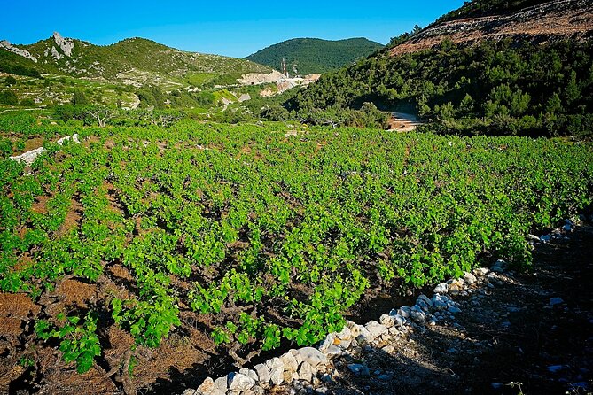 Half Day Tour - Deep and Dark Red Wine of Pelješac - From Dubrovnik to Ston in a private vehicle