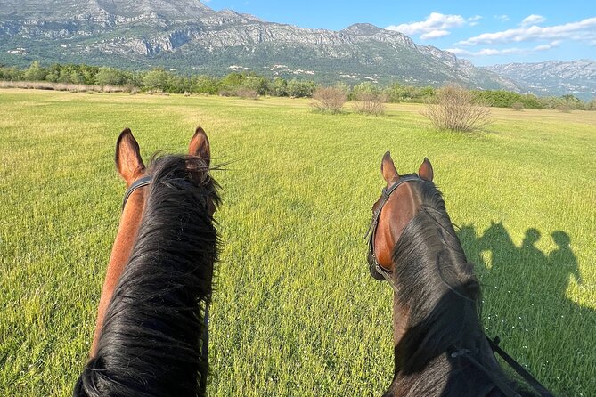 Horseback Riding Experience with transport from Dubrovnik - Why the family welcome matters