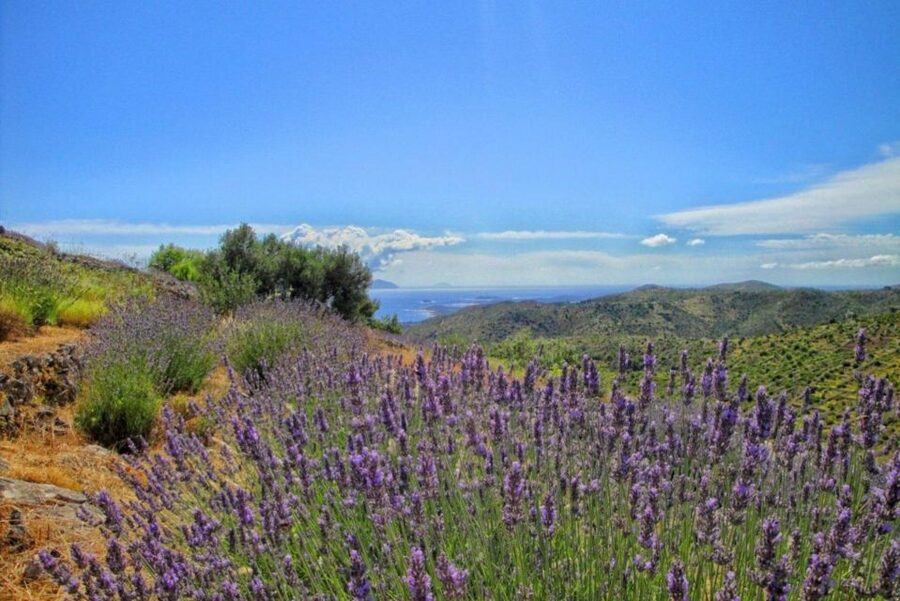Hvar: Island tour with Wine and Olive Oil Tasting - Why this tour gets beyond Hvar Town