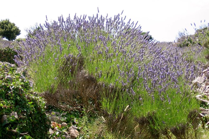 Hvar Lavender Small Group Tour - Brusje and the hilltop lavender fields