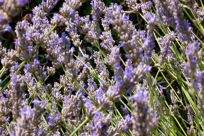 Hvar Lavender Small Group Tour - The value of two hours and $143.20