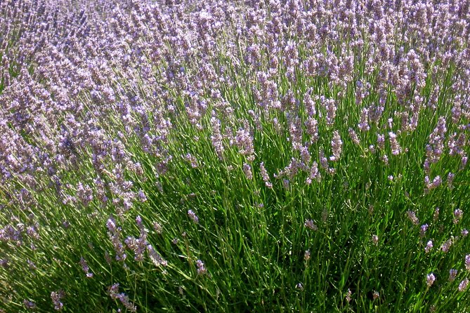 Hvar Lavender Small Group Tour - Who will enjoy this Hvar outing