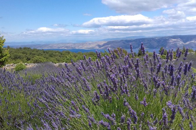 Hvar Lavender Tour - Leaving Hvar Town for the island’s quieter side