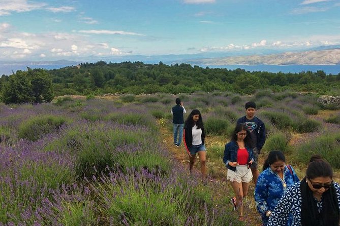 Hvar Lavender Tour - Walking among lavender, rosemary, and old stone walls