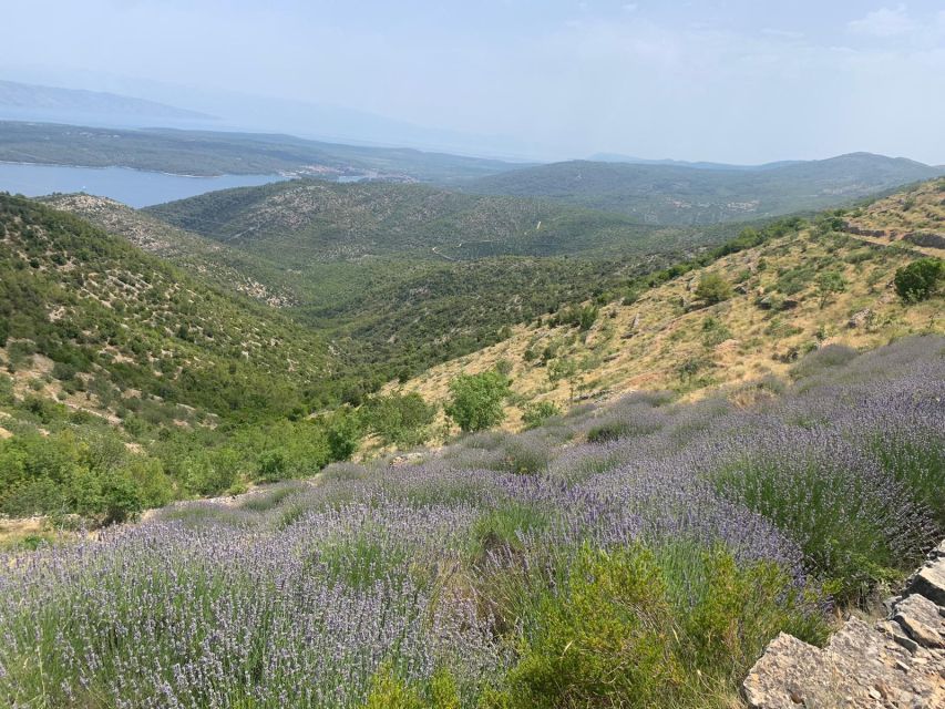 Hvar Wine Tour + Dalmatian Dinner - Carić in Vrboska, a family link to the vineyards