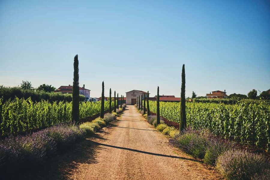Istria: Pervino wine tasting - Why Pervino makes a good first taste of Istria