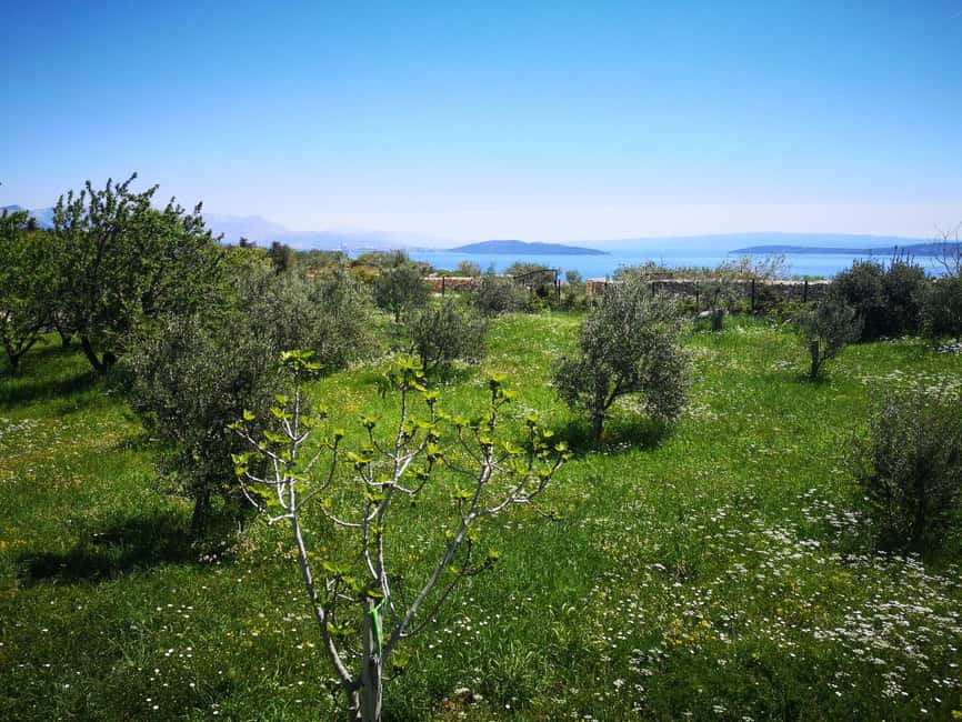 Kastela: Wine & Olive Tasting Tour w/Delicacies & Live Music - Key points to know