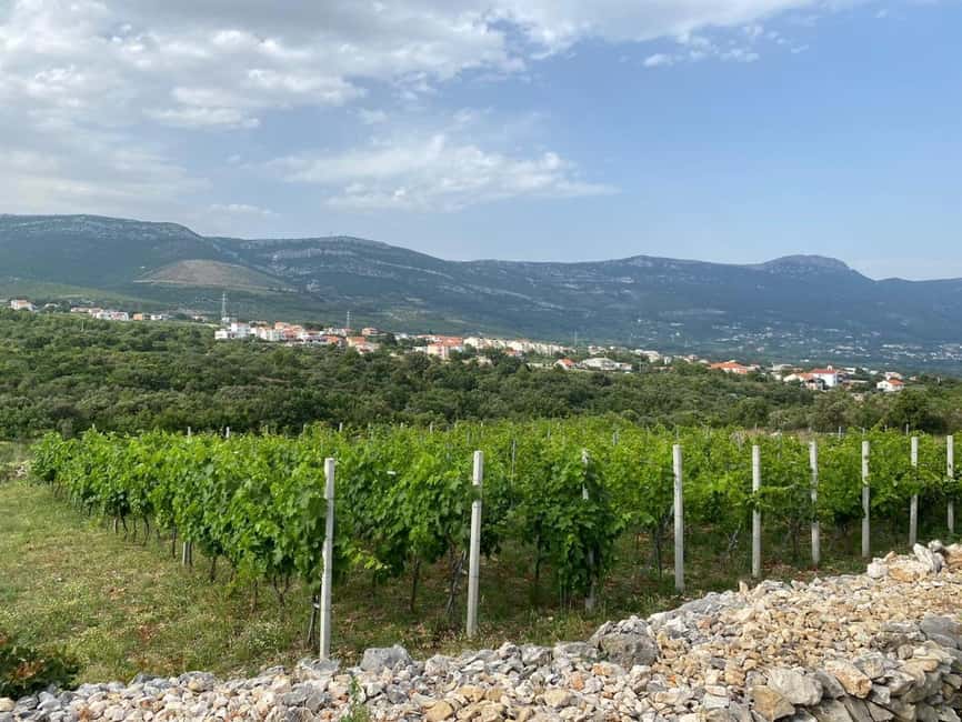 Kastela: Wine & Olive Tasting Tour w/Delicacies & Live Music - A family farm above Kastel Novi