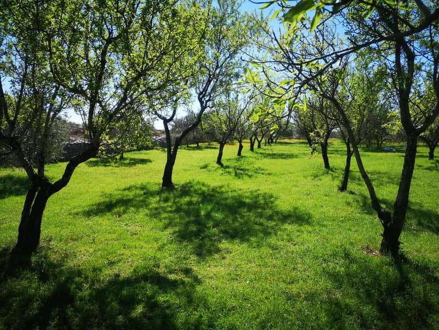 Kastela: Wine & Olive Tasting Tour w/Delicacies & Live Music - From grape to wine in the cellar