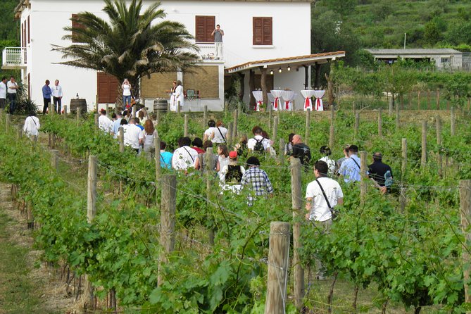Konavle Valley Wine Tour from Dubrovnik with Train Ride and Wine Tasting - Brajković cellar in Zastolje