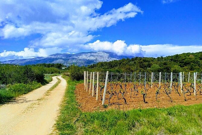 Korcula Bike & Wine Tour | Wine Tasting in Lumbarda - A country ride from Korcula Town to Lumbarda