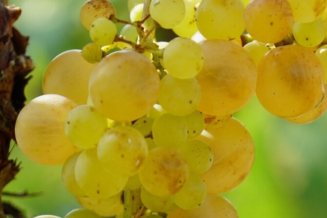 Korčula for Wine Lovers - Pošip and Grk Wines Private Tour - The viewpoint above the old town